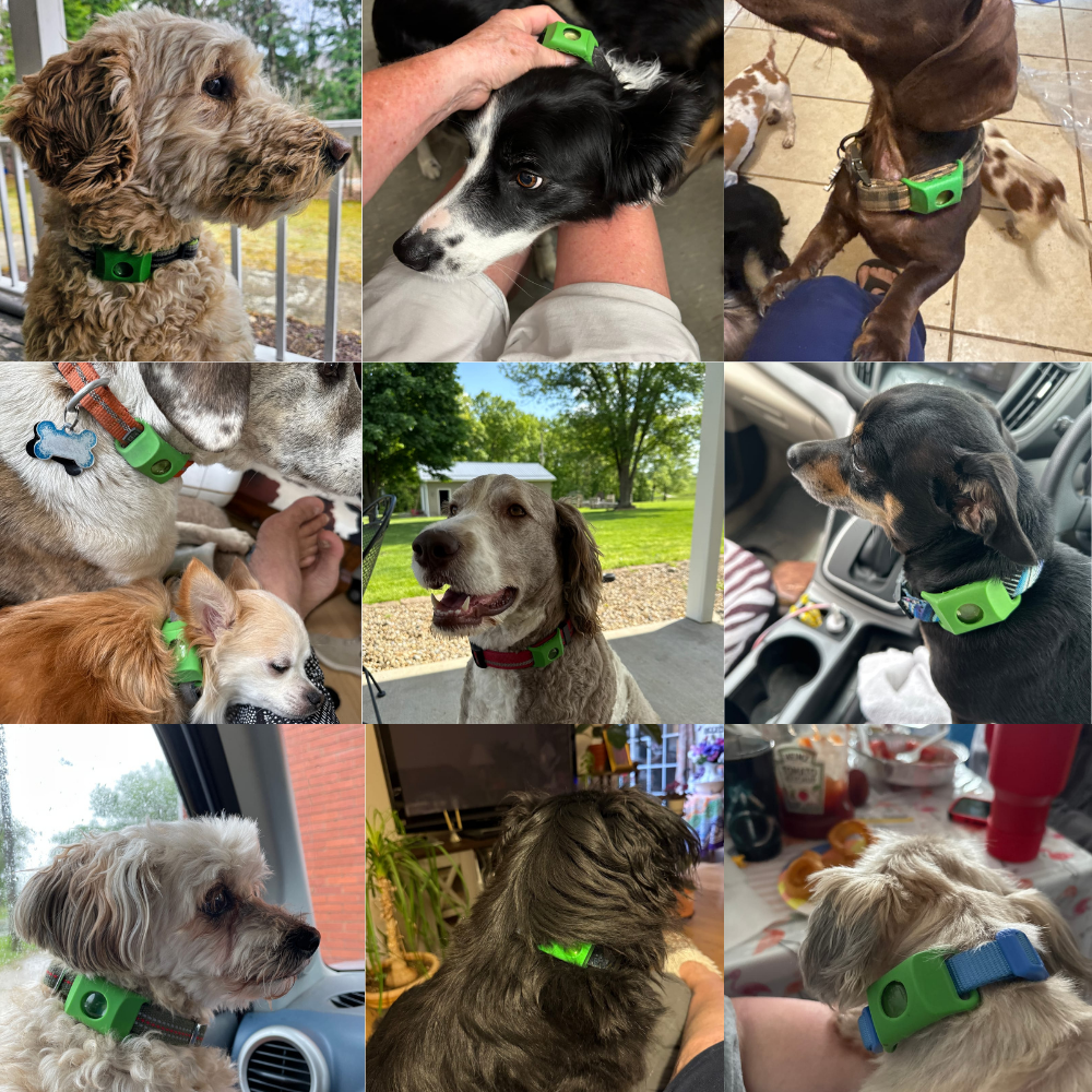 Ciondolo BauPaw™ - 12 mesi di protezione naturale per cani