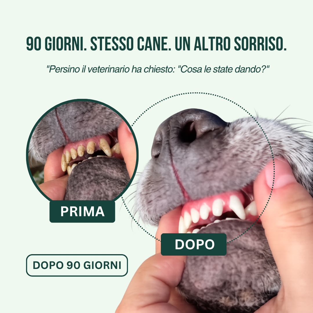 Spray Dentale BauPaw™ – Elimina i batteri che causano tartaro e alito cattivo nei cani